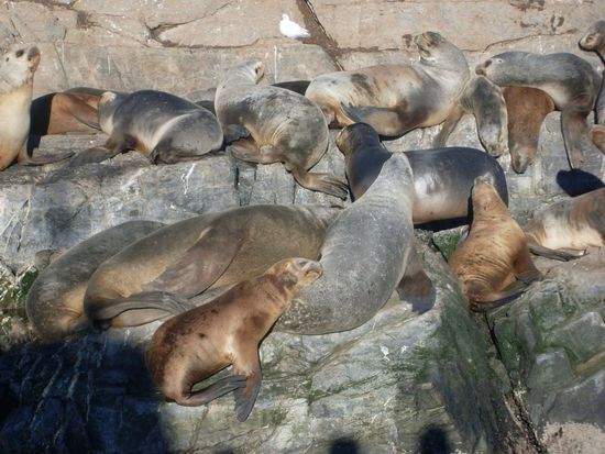 Wir waren ca. 2 Meter entfernt mit unserem Boot, die Seehunde hatten ueberhaupt keine Angst und sind auch im Wasser zu Hunderten um uns rum geschwommen und gesprungen... Zoo ist nichts dagegen!!