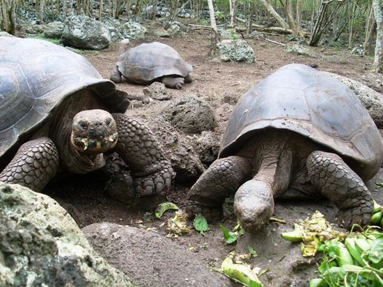 als Galápagos von den ersten Menschen besiedelt wurde (im 17. Jhdt.) wurden die Schildkroeten wegen Fleisch und Oel fast ausgerottet