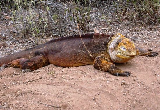 Landiguana