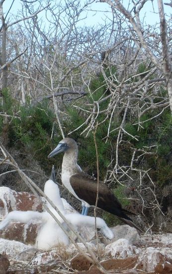 blue footet Boobie und Kueken