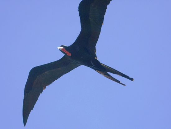 Fregattenvogel im Flug