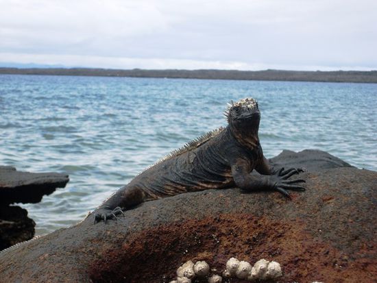 Seeiguana