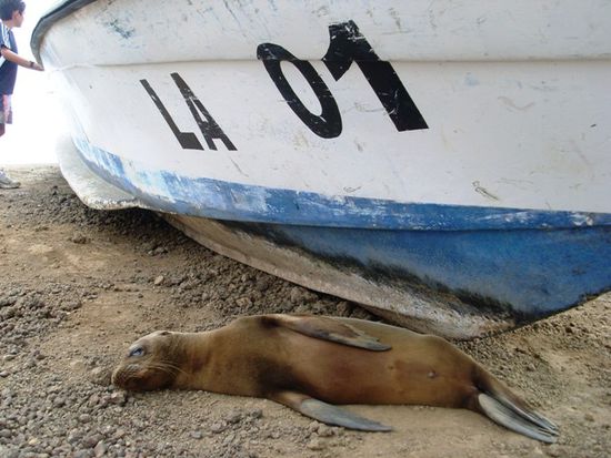 die liegen ueberall rum, wie die Strassenhunde in Peru