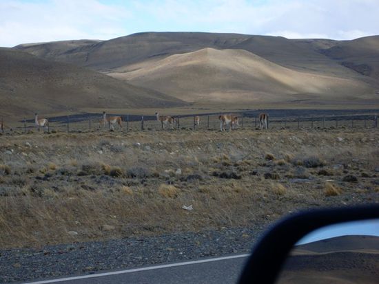 Guanacos am Strassenrand