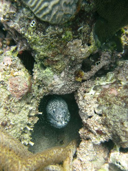 Muraene in ihrer Hoehle