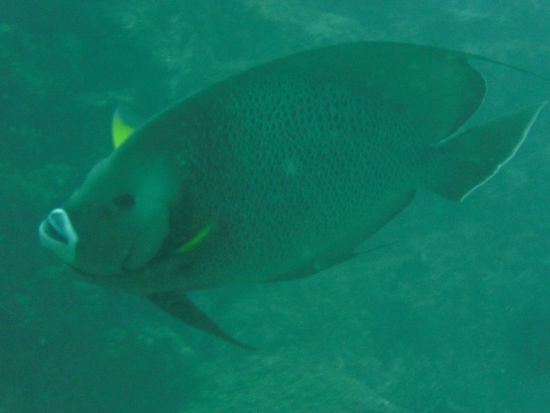 (nee, da schreiben wir jetzt nicht "Ein Fisch" drunter)