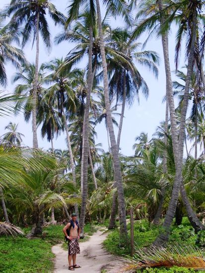 Palmenwald im Tayrona Park