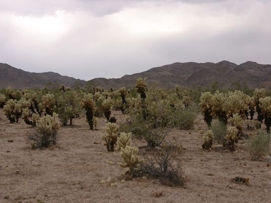 Cholla Garden