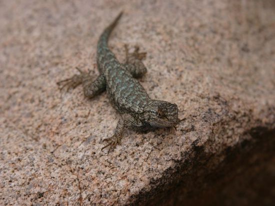 Eine der vielen kleinen Echsen