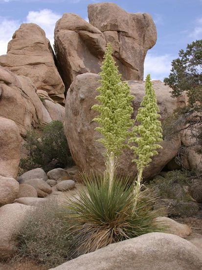 Riesengroße Blüten