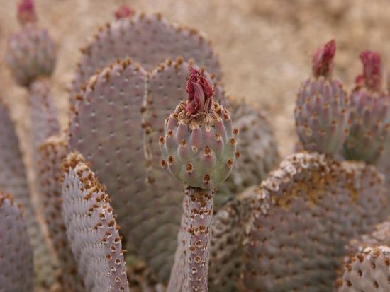verblühte Kakteenblüte