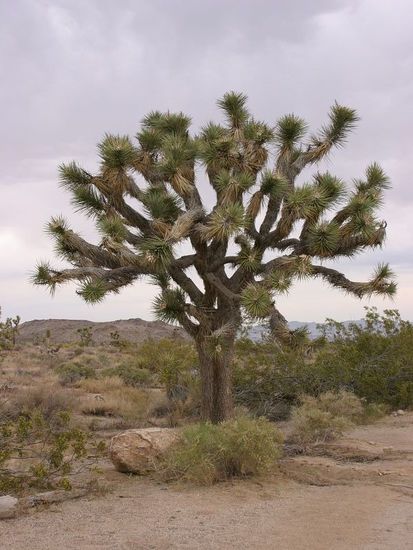 Und hier einer der berühmten Joshua Trees