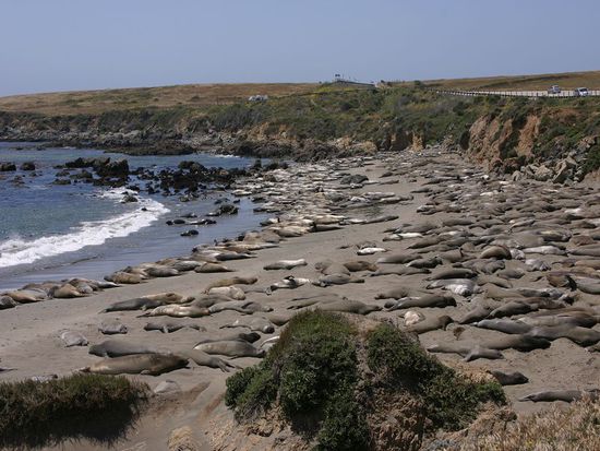 Ein Strand voller Seeelefanten