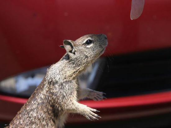 Vorsicht, sonst ist der Finger ab