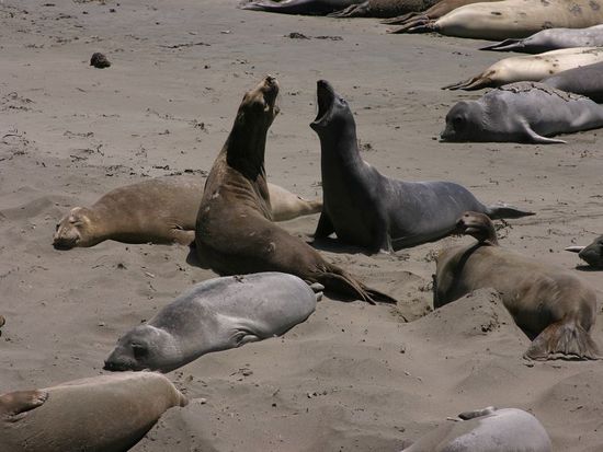 Wer ist wohl der Stärkere?
