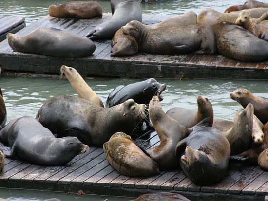 Seelöwen am Pier 39
