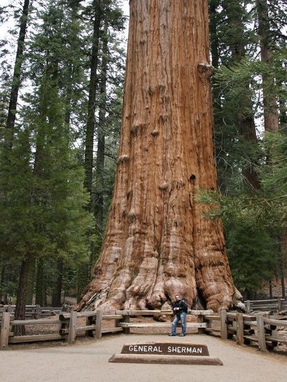 Gerneral Sherman Tree - unfassbare Größe