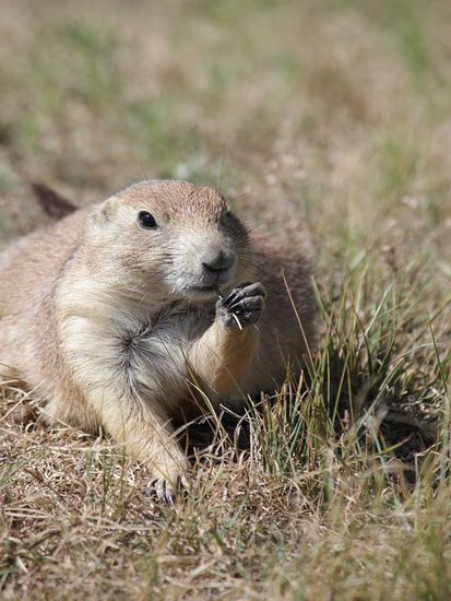 Einer von vielen Prairie Dogs in Prairie Dog Town am Fuße des Devil's Tower