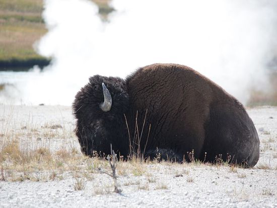 Bison im Yellowstone - genießt die Wärme der heißen Quellen