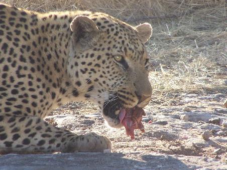 Der Hausleopard der Aloe Grove Lodge