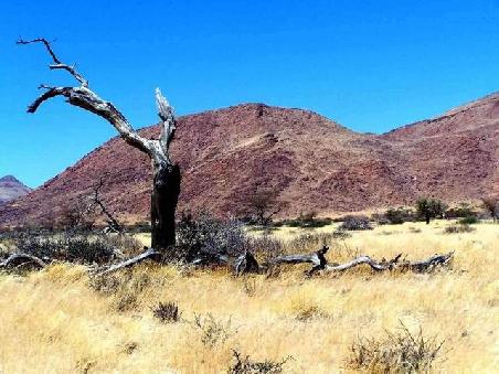 tote Bäume hat es überall in Namibia