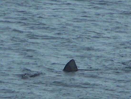 Hai-Alarm. Wir denken es waren Riesenhaie (Basking Shark)