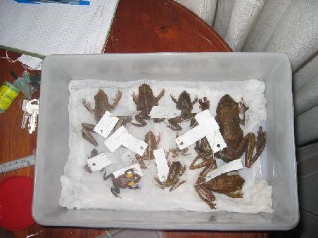 Ein Teil der wissenschaftlichen Beute.
Auf den Zetteln ist Fundort und Funddatum notiert. Einem Teil der Tiere hat Dirk Zehen abgeschnitten und schickt diese zur DNA-Analyse in die USA.