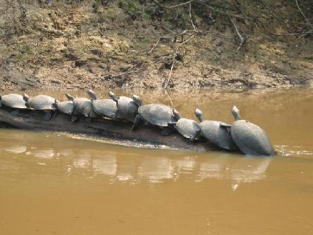 Schildkröten beim Sonnenbad (Gang-Bang)