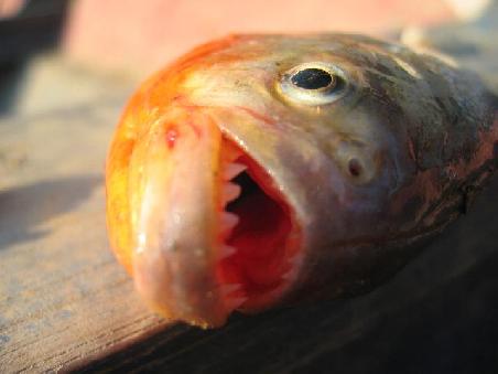 Ein Piranha