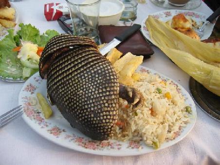 Ein "halbes" Gürteltier