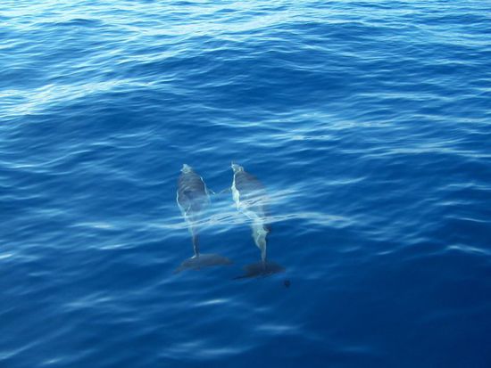 wirklich gemeine Delfine