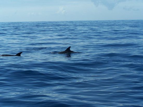 Delfine im endlosen Meer