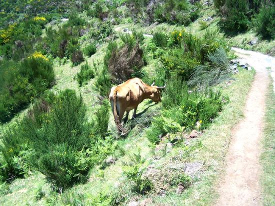 Achtung! Kuh von links!