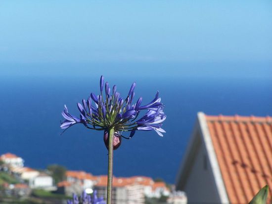 Blumeninsel Madeira