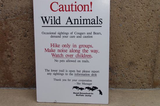 die ersten Bären und Cougar Warnungen am Buffalo Jump