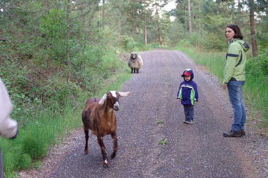 Spaziergang mit Schaaf und Ziege