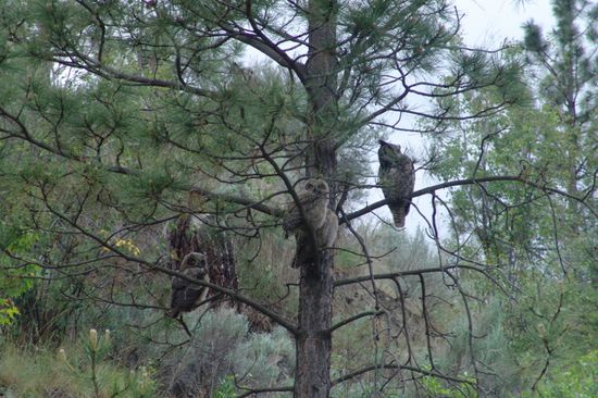 Eulen am Campground in Kamloops