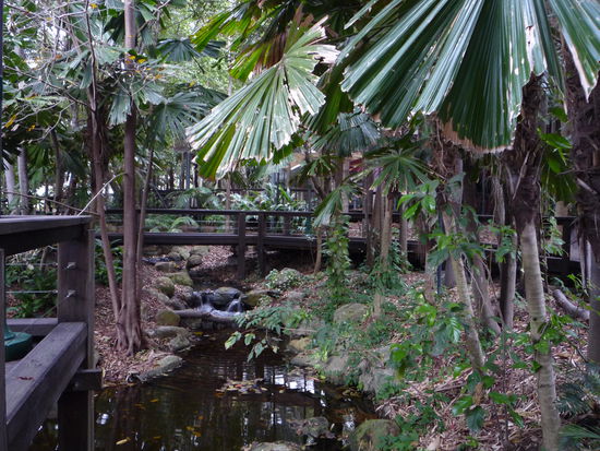Der Regenwald in den South Banks