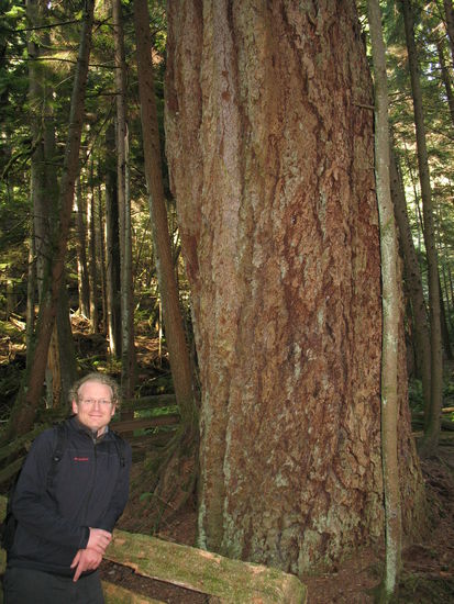 Wahnsinns große Bäume!!!