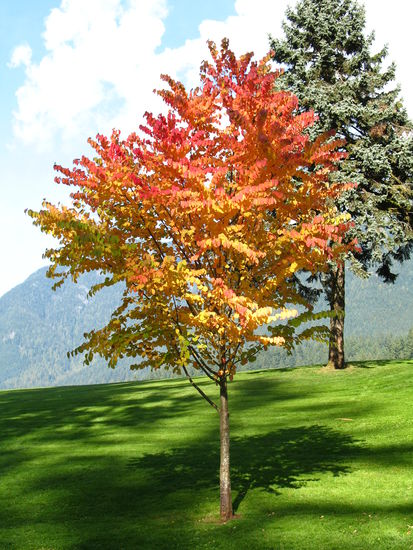 Der Indian summer ist auch hier angekommen