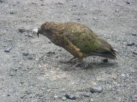 Kea - die einzige Papageiart, die im Hochgebirge lebt.