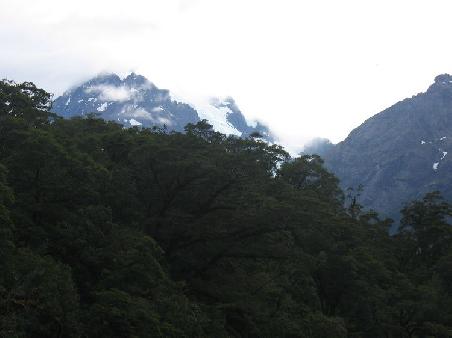 regenwald und Gletscher ein Zusammentreffen das sonst nur noch in Chile zu bestaunen ist.