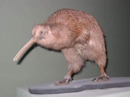 ausgestopfter Kiwi