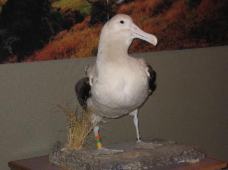 Albatross - hier ein ausgestopfter
