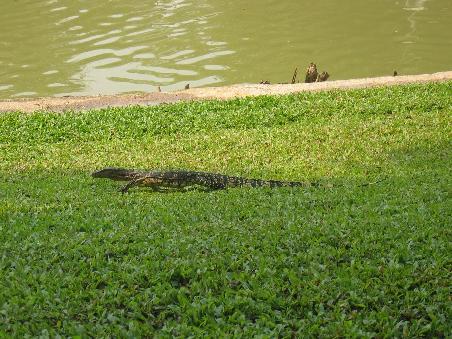 Lizard... well these creatures are tricky as I could find out on trips to Thailand before.