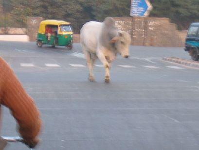 Meine erste "Heilige Kuh" die ich in indien gesehen habe. Verursacherin eines Vrkehrschaos