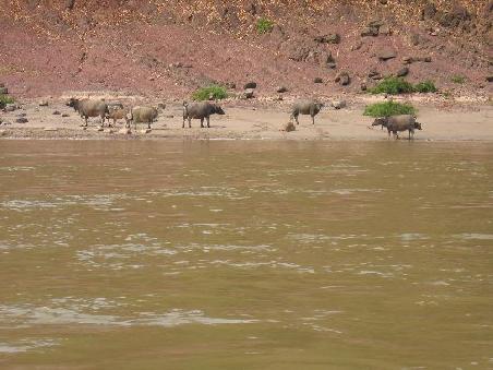 Leben am Mekong - Ufer