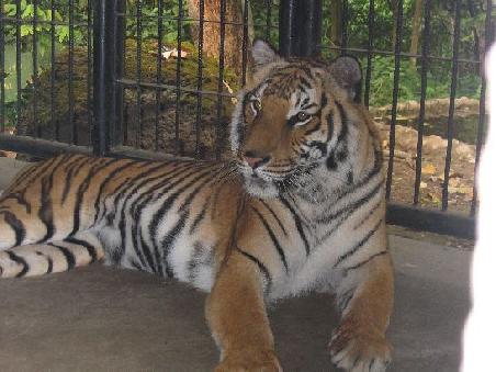 Tigerin