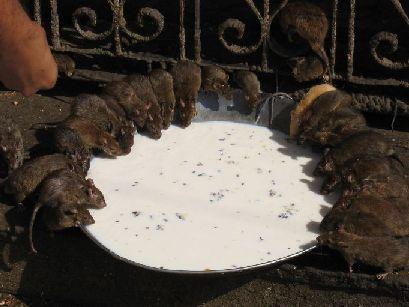 Tempelratten...