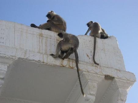 Affenfamilie. Auch die Affen sind hier heilig und symbolisieren den Gott Hanuman.